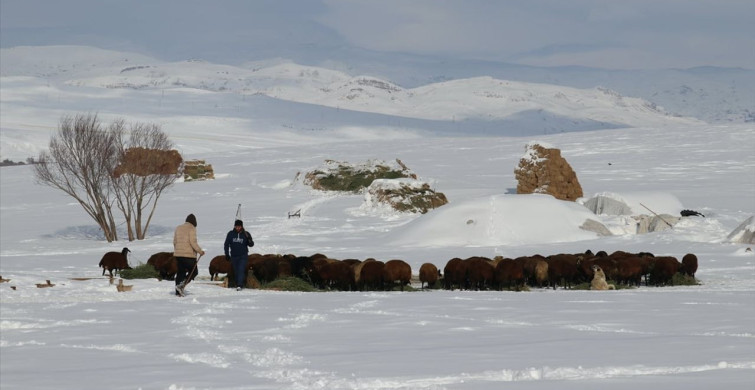 Ağrı'da Zorlu Kış Koşullarında Hayvan Bakımı