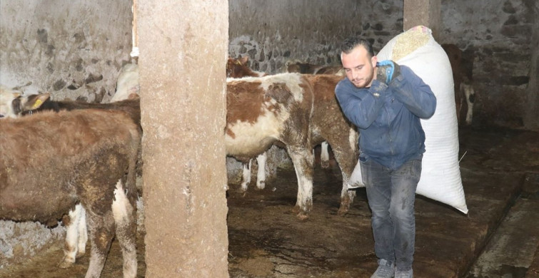 Ağrılı Genç Veteriner, Hibe Desteğiyle Hayvancılıkta Başarıya Ulaşarak İşletme Sahibi Oldu