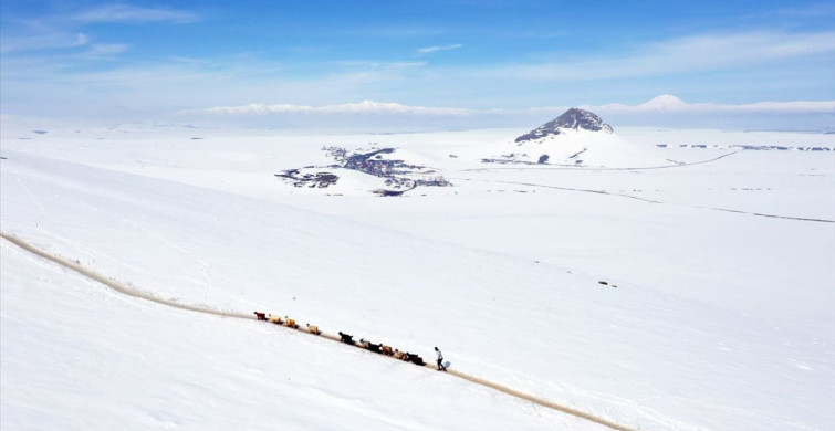 Ağrı'nın Karla Kaplı Dağlarında Küçükbaş Hayvan Besleme Zorluğu
