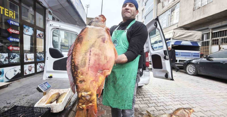 Ahlat'ta Keban Barajı'ndan Getirilen Dev Sazan Balıkları İlgi Odağı