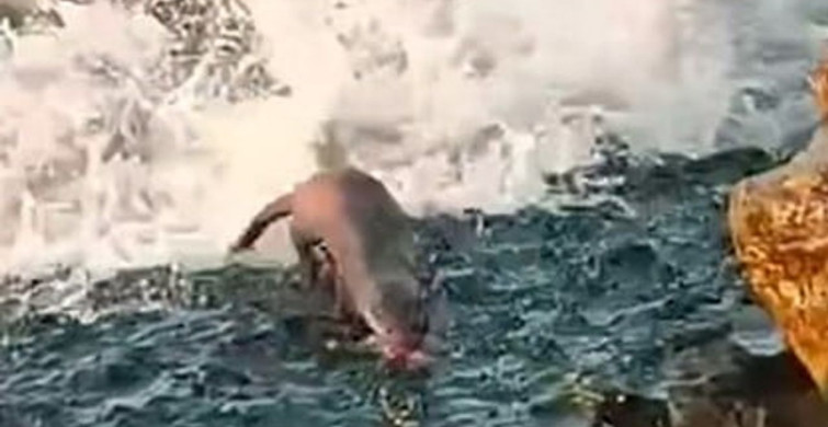 Akçakoca'da Su Samuru Görüntülendi