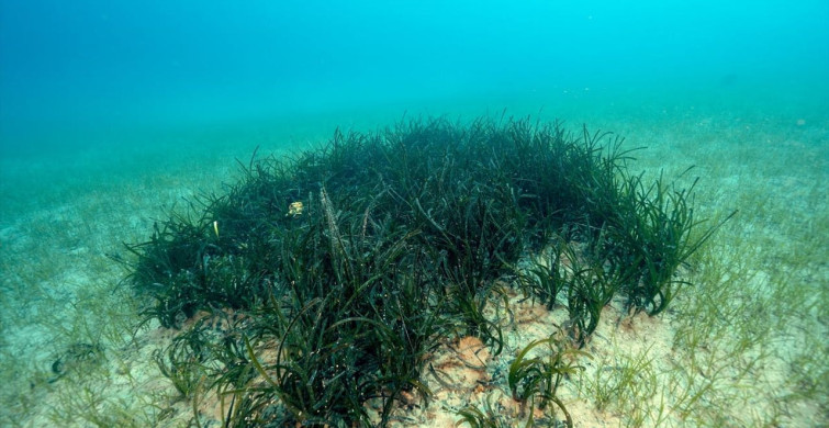 Akdeniz Koruma Derneği 2026 Hedefleriyle Deniz Koruma Çalışmalarını Geliştiriyor