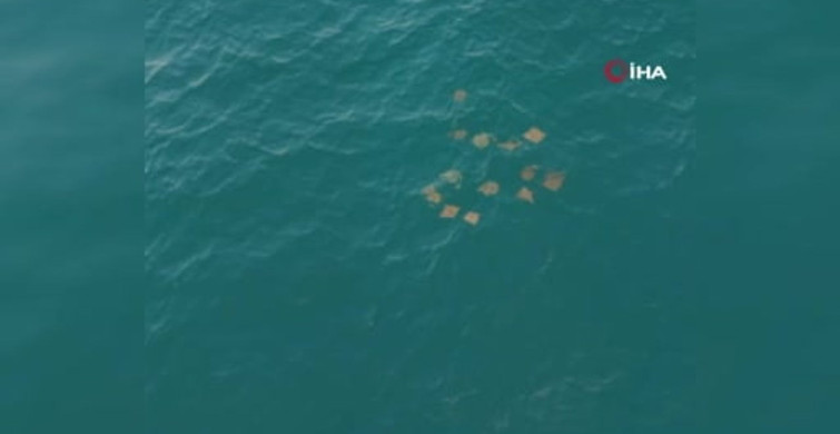 Akdeniz'de vatoz sürüsünün su yüzeyindeki görsel şöleni dron kamerasına yansıdı