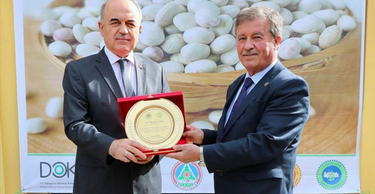 Akkuş Şeker Fasulyesinin Hasadı Başladı