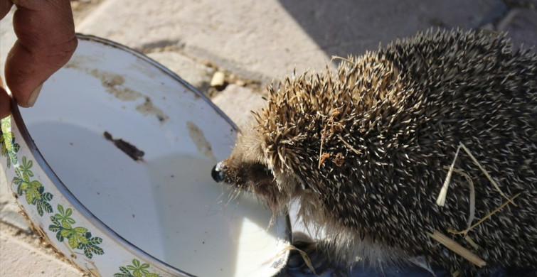 Aksaray'da Çiftçi ve Kirpi Arasındaki Süt Dostluğu