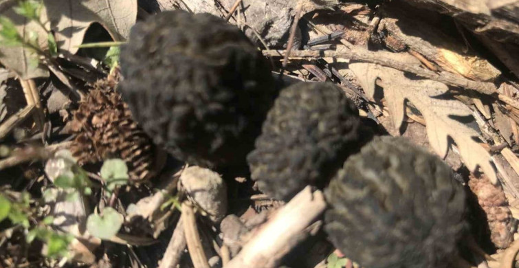 Akseki'de Kuzugöbeği Mantarının Sezonu Açıldı