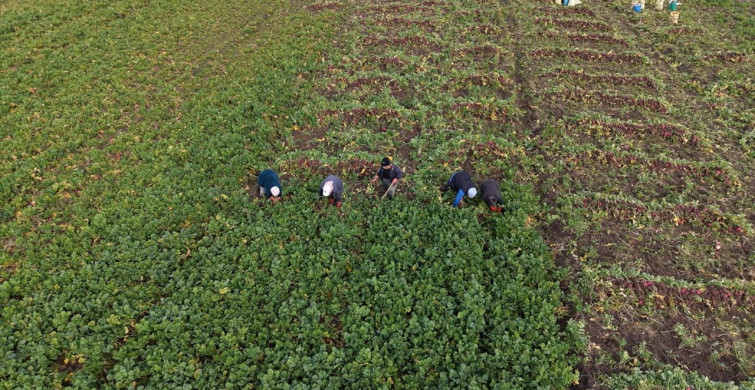 Alaçam'da Bedeş Turpu Hasadı Devam Ediyor