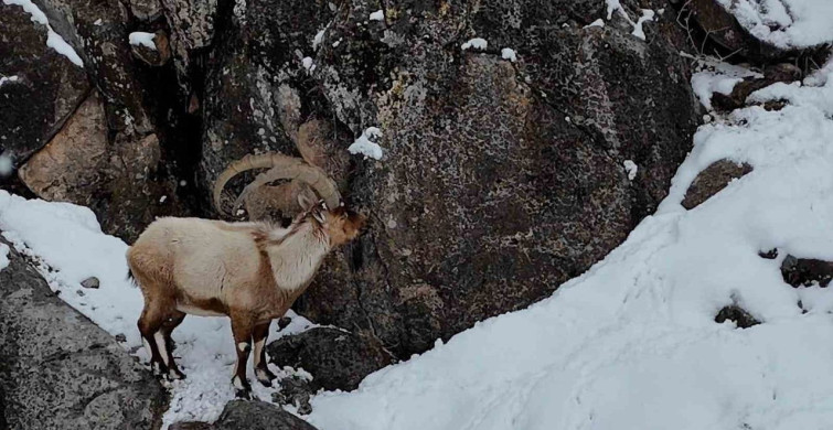 Aladağlar'da Kartpostallık Kış Manzarası: Dağ Keçileri Hava Çekimlerinde
