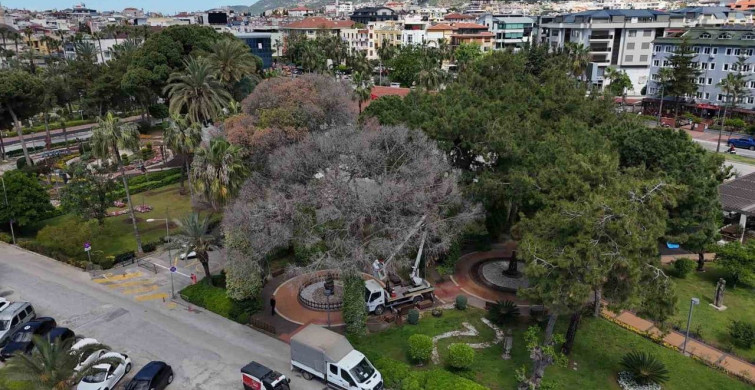 Alanya'da Akdeniz Çam Kabuk Böceğine Karşı Mücadele Başlatıldı