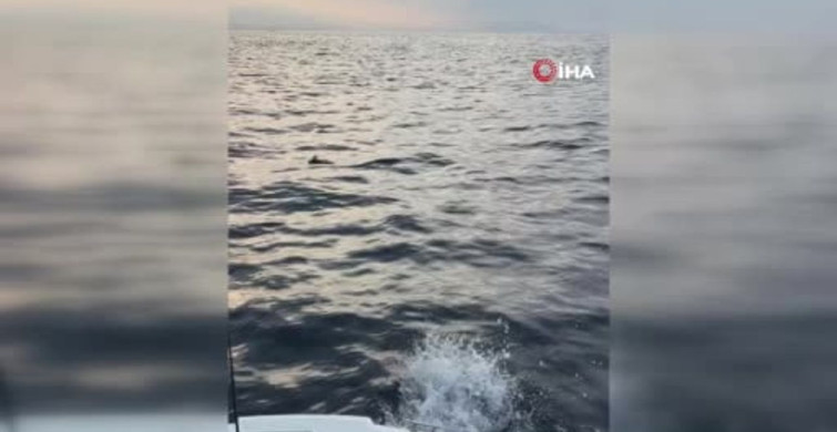 Alanya’da ayaklarına misina dolanan martıyı amatör balıkçılar kurtardı