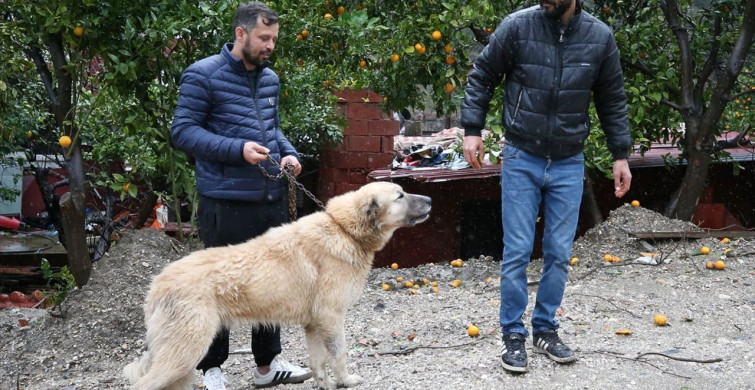 Alanya'da Dim Çayı'nda Mahsur Kalan Köpeği Kurtaran Kahramanlar