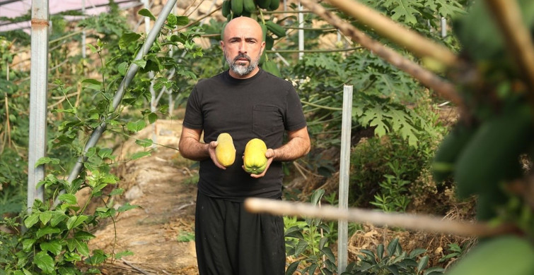Alanya'da Papaya İhracatında Artış