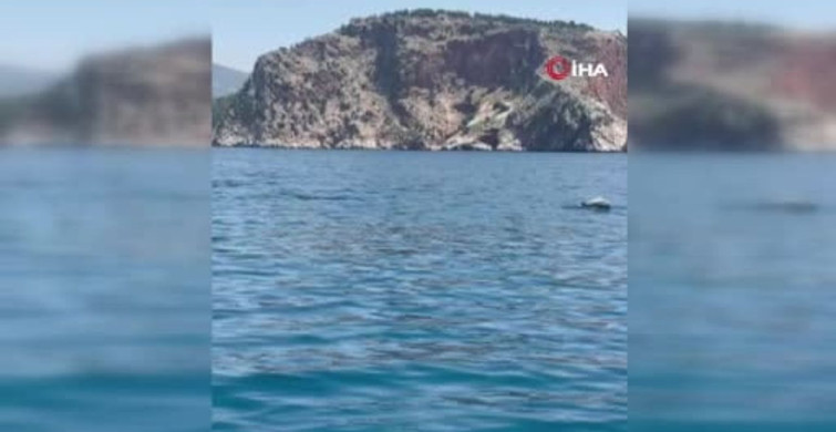 Alanya’da Yunusların Unutulmaz Gösterisi