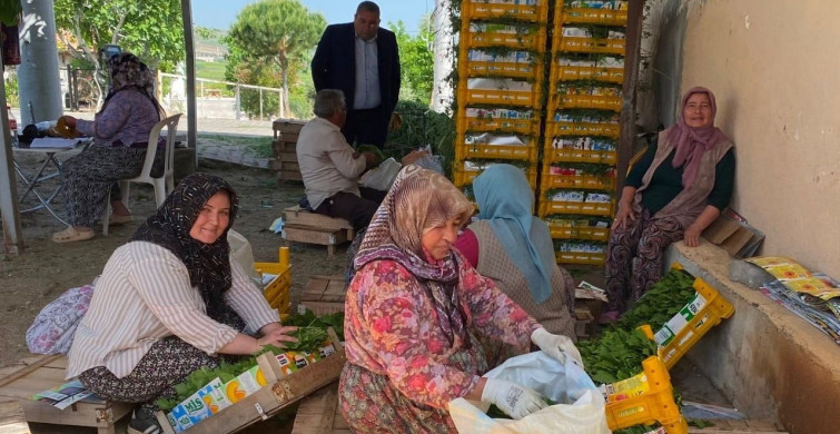 Alaşehir'de Asma Yaprağı Sezonu Başladı