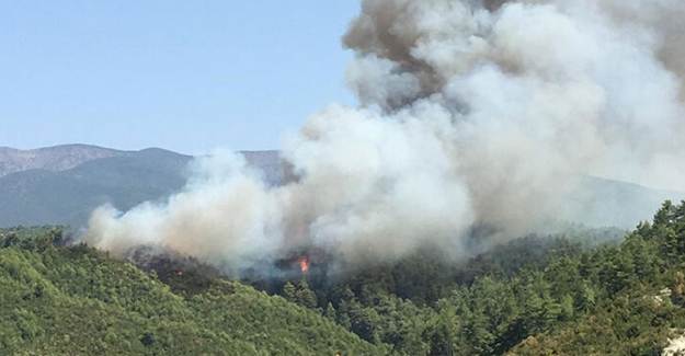 Hatay'da Orman Yangını