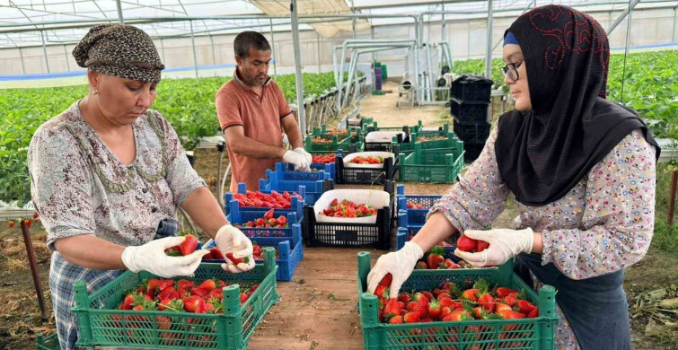 Almanya'dan Serik'e Çilek İhracatı: Hedef 100 Ton