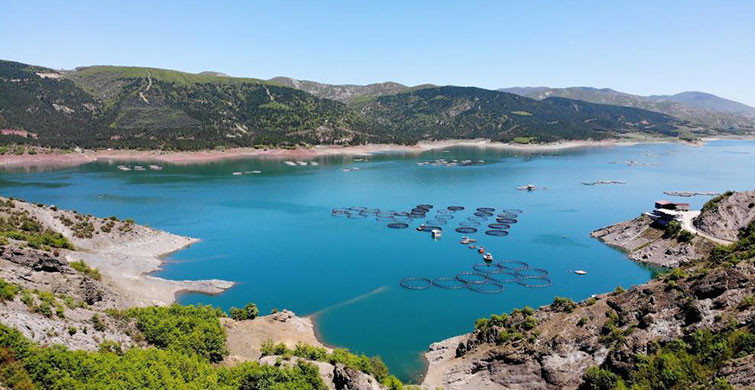 Almus Baraj Gölünde Üretilen Somonlar İhraç Ediliyor