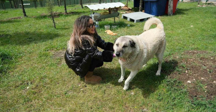 Altıeylül'de Hayvanlar İçin Örnek Dayanışma
