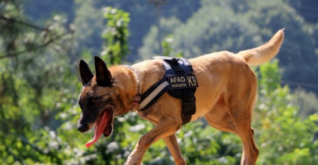 Altın Burunlu K-9'lar AFAD'da Yetiştiriliyor