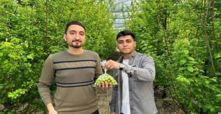 Altını bile sollayıp geçen o ürünün ilk hasatı yapıldı! Kimse bu ürünün yanından geçemeyecek