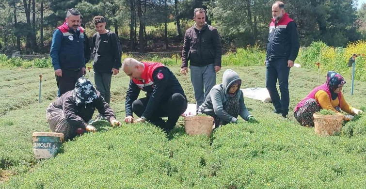 Altınözü'nde Zahter Hasadı Başladı