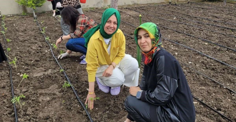 Altıntaş'ta Öğretmenler Yerli Tohumlarla Domates Fidesi Dikti
