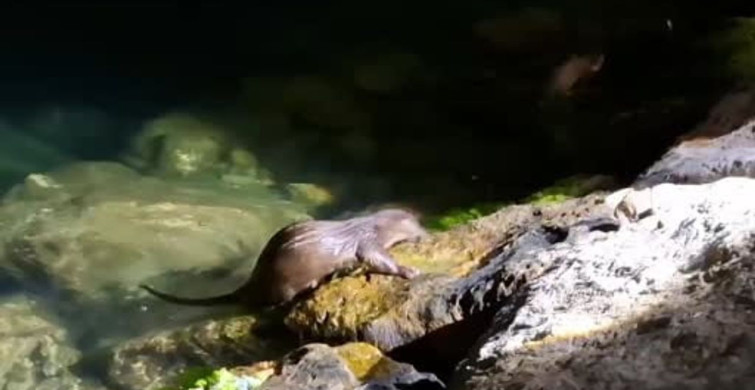 Amasra'da balıkçılar tuttukları balıkları su samurları ile paylaştı