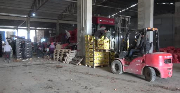 Amasya Soğanı Avrupa'da Talep Görüyor