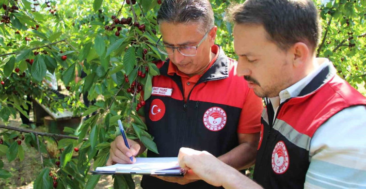 Amasya’da 65. kiraz teşvik yarışması yapıldı