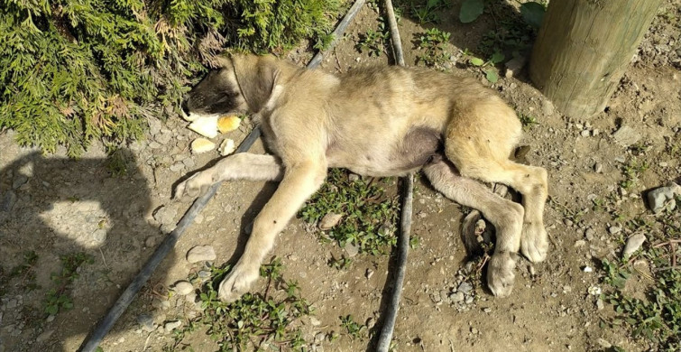 Amasya'da Anne Köpeğin Sadakati