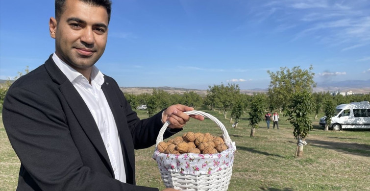 Amasya'da Ceviz Hasadı Devam Ediyor