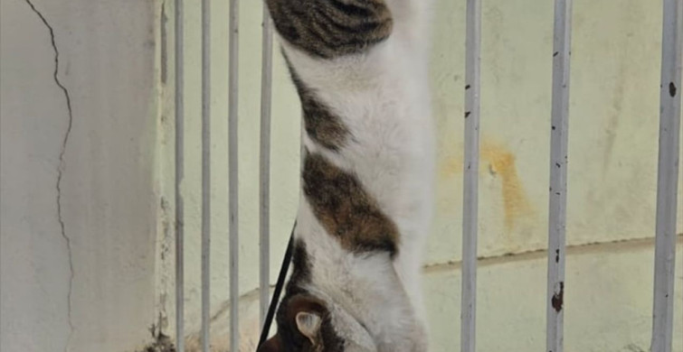 Amasya'da Demir Korkuluktan Kurtarılan Kedi