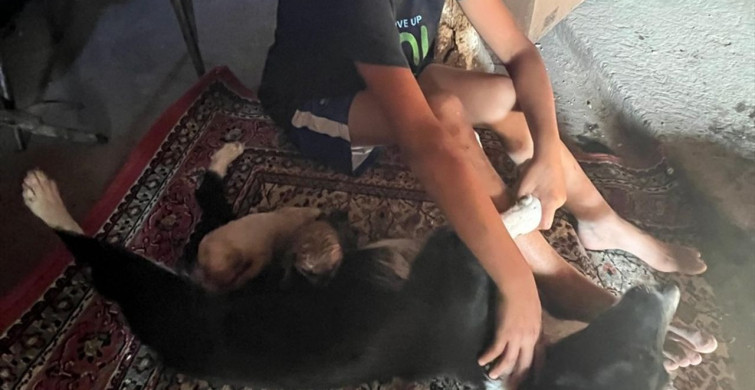 Amasya'da İki Köpek Yavrusunun Kurtarılması