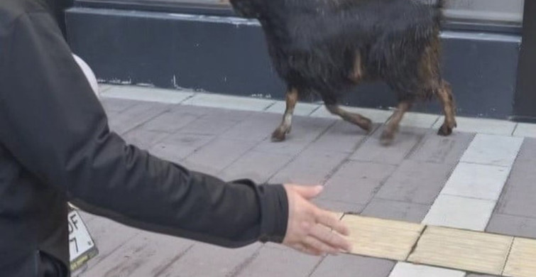 Amasya'da Kaçan Kurbanlık Keçi Vatandaşları Peşine Taktı