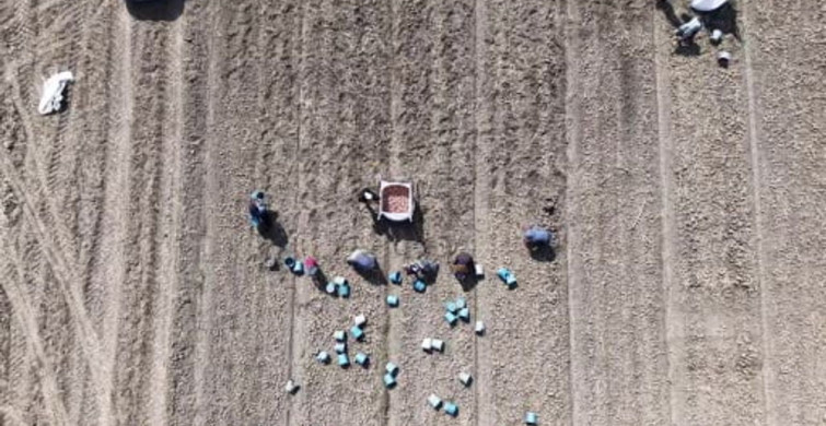 Amasya'da patates hasadı başladı: 130 bin ton rekolte bekleniyor