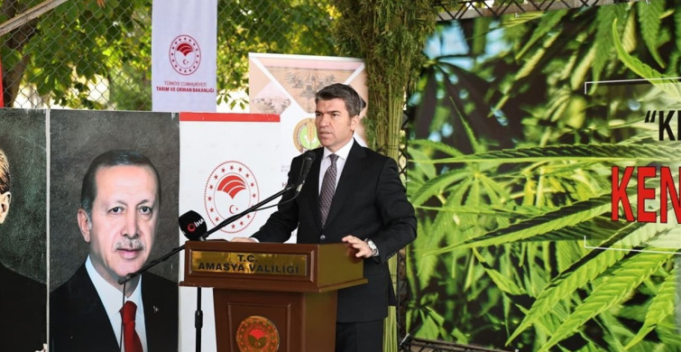 Amasya'da Vezir Kenevirinin Hasadı Başladı