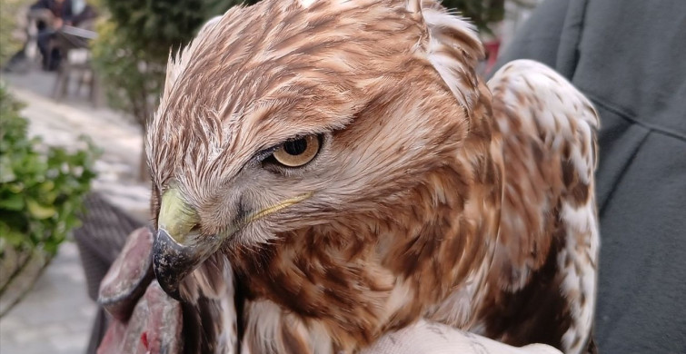 Amasya'da Yaralı Kızıl Şahin Koruma Altına Alındı