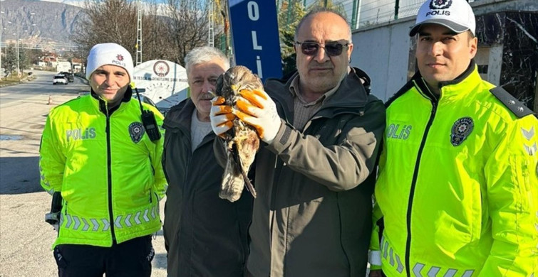 Amasya'da Yaralı Kızıl Şahin Tedavi Altına Alındı