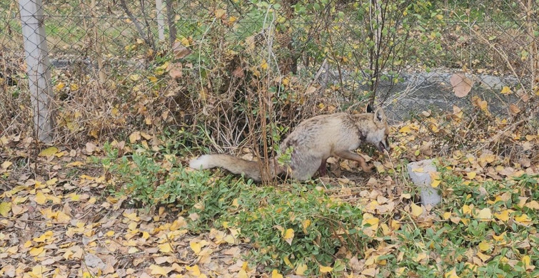 Amasya'da Yaralı Tilki Koruma Altına Alındı