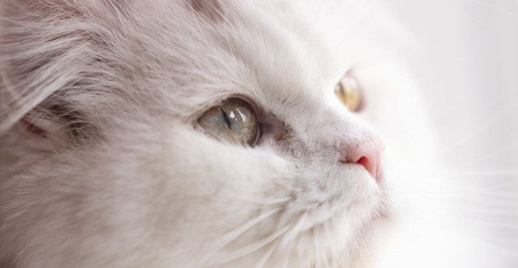 Ankara Kedileri Koruma Merkezi: Doğal Mirasın Korunması