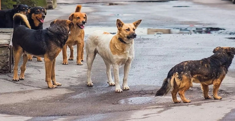 Ankara Valiliği’nden kuduz köpek açıklaması: ‘Yeri tespit edilen hayvanlar karantinaya alınmıştır’