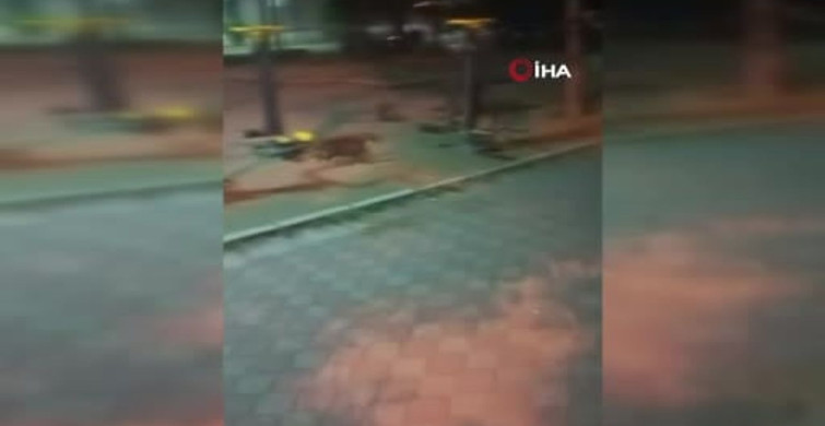 Ankara'da fare kedileri kovaladı ilginç anlar kamerada