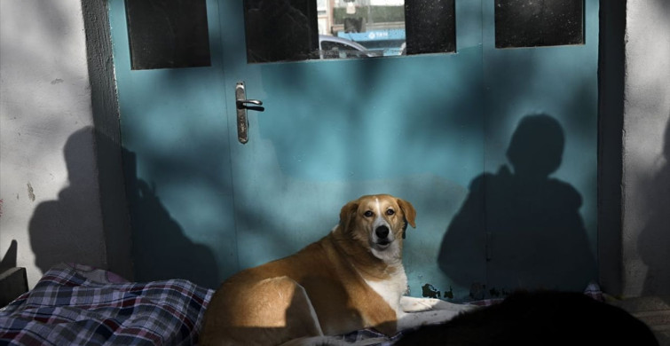 Ankara'da Metroda Darp Edilen Köpek İçin Protesto Düzenlendi