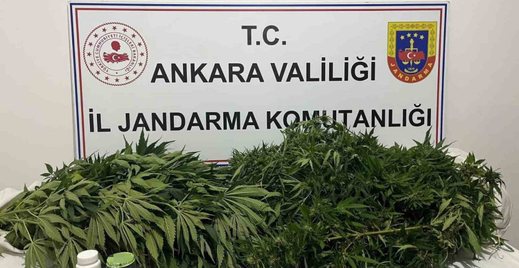 Ankara'da narkotik operasyonunda 150 kök kenevir ele geçirildi