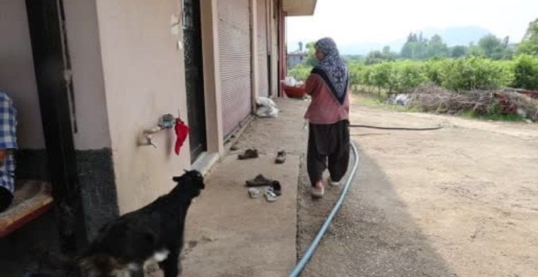 Annesinin reddettiği oğlak, anne sevgisini Hayriye teyzenin yanında buldu
