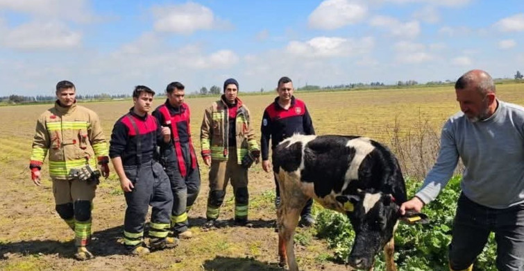 Antakya’da Su Kanalına Düşen İnek Kurtarıldı