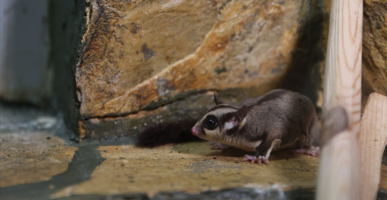 Antalya Doğal Yaşam Parkı'nda Şeker Planörlerine Özenli Bakım