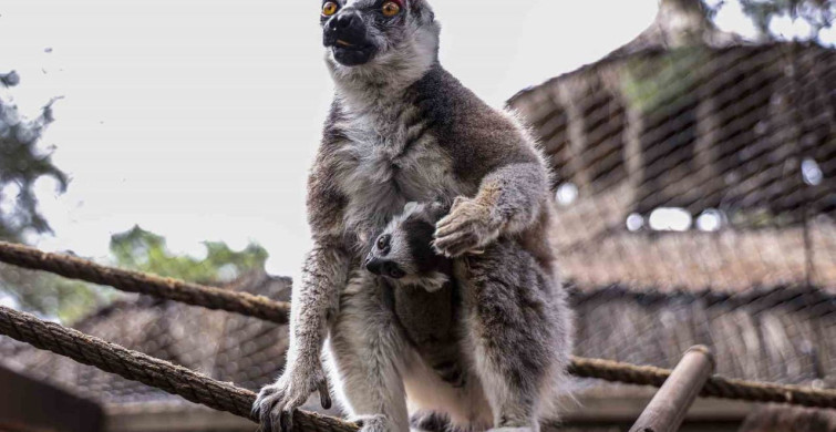 Antalya Doğal Yaşam Parkı'nda Yavru Lemur Heyecanı