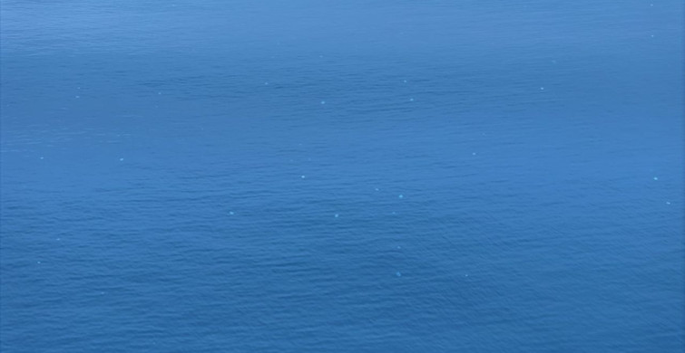 Antalya Körfezi'nde Denizanaları Yoğunluğu Artıyor