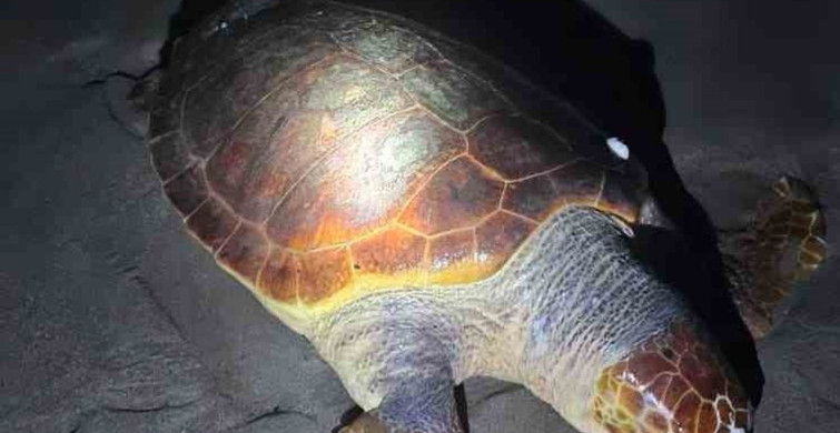 Antalya Sahilinde Nesli Tükenme Tehlikesindeki Caretta Caretta Bulundu